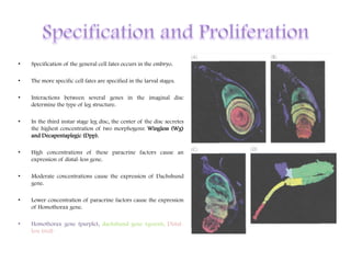 • Specification of the general cell fates occurs in the embryo.
• The more specific cell fates are specified in the larval stages.
• Interactions between several genes in the imaginal disc
determine the type of leg structure.
• In the third instar stage leg disc, the center of the disc secretes
the highest concentration of two morphogens: Wingless (Wg)
and Decapentaplegic (Dpp).
• High concentrations of these paracrine factors cause an
expression of distal-less gene.
• Moderate concentrations cause the expression of Dachshund
gene.
• Lower concentration of paracrine factors cause the expression
of Homothorax gene.
• Homothorax gene (purple), dachshund gene (green), Distal-
less (red)
 