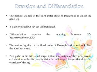 • The mature leg disc in the third instar stage of Drosophila is unlike the
adult leg.
• It is determined but not yet differentiated.
• Differentiation requires the moulting hormone 20-
hydroxyecdysone(20E).
• The mature leg disc in the third instar of Drosophila does not look like
the adult structure.
• First pulse in the late larval stages initiates formation of the pupa, arrests
cell division in the disc, and initiates the cell shape changes that drive the
eversion of the leg.
 