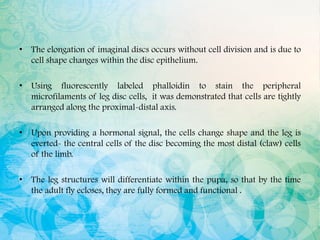• The elongation of imaginal discs occurs without cell division and is due to
cell shape changes within the disc epithelium.
• Using fluorescently labeled phalloidin to stain the peripheral
microfilaments of leg disc cells, it was demonstrated that cells are tightly
arranged along the proximal-distal axis.
• Upon providing a hormonal signal, the cells change shape and the leg is
everted- the central cells of the disc becoming the most distal (claw) cells
of the limb.
• The leg structures will differentiate within the pupa, so that by the time
the adult fly ecloses, they are fully formed and functional .
 