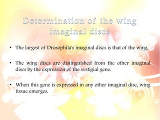 • The largest of Drosophila's imaginal discs is that of the wing.
• The wing discs are distinguished from the other imaginal
discs by the expression of the vestigial gene.
• When this gene is expressed in any other imaginal disc, wing
tissue emerges.
 