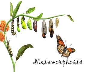 Metamorphosis
 