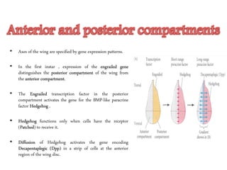 • Axes of the wing are specified by gene expression patterns.
• In the first instar , expression of the engrailed gene
distinguishes the posterior compartment of the wing from
the anterior compartment.
• The Engrailed transcription factor in the posterior
compartment activates the gene for the BMP-like paracrine
factor Hedgehog .
• Hedgehog functions only when cells have the receptor
(Patched) to receive it.
• Diffusion of Hedgehog activates the gene encoding
Decapentaplegic (Dpp) in a strip of cells at the anterior
region of the wing disc.
 