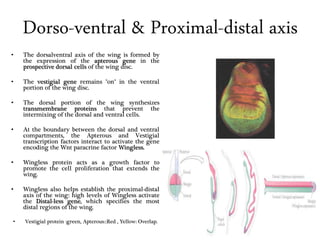 Dorso-ventral & Proximal-distal axis
• The dorsalventral axis of the wing is formed by
the expression of the apterous gene in the
prospective dorsal cells of the wing disc.
• The vestigial gene remains "on" in the ventral
portion of the wing disc.
• The dorsal portion of the wing synthesizes
transmembrane proteins that prevent the
intermixing of the dorsal and ventral cells.
• At the boundary between the dorsal and ventral
compartments, the Apterous and Vestigial
transcription factors interact to activate the gene
encoding the Wnt paracrine factor Wingless.
• Wingless protein acts as a growth factor to
promote the cell proliferation that extends the
wing.
• Wingless also helps establish the proximal-distal
axis of the wing: high levels of Wingless activate
the Distal-less gene, which specifies the most
distal regions of the wing.
• Vestigial protein :green, Apterous::Red , Yellow: Overlap.
 