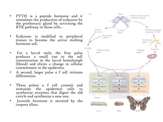 • PTTH is a peptide hormone and it
stimulates the production of ecdysone by
the prothoracic gland by activating the
RTK pathway in those cells .
• Ecdysone is modified in peripheral
tissues to become the active molting
hormone 20E.
• For a larval molt, the first pulse
produces a small rise in the 20E
concentration in the larval hemolymph
(blood) and elicits a change in cellular
commitment in the epidermis.
• A second, larger pulse o f 20E initiates
differention.
• These pulses o f 20E commit and
stimulate the epidermal cells to
synthesize enzymes that digest the old
cuticle and synthesize a new one.
• Juvenile hormone is secreted by the
corpora allata.
 