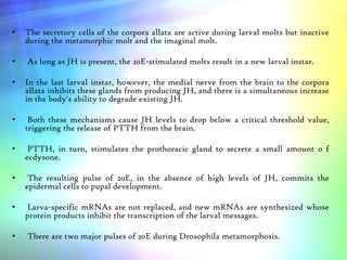 • The secretory cells of the corpora allata are active during larval molts but inactive
during the metamorphic molt and the imaginal molt.
• As long as JH is present, the 20E-stimulated molts result in a new larval instar.
• In the last larval instar, however, the medial nerve from the brain to the corpora
allata inhibits these glands from producing JH, and there is a simultaneous increase
in the body's ability to degrade existing JH.
• Both these mechanisms cause JH levels to drop below a critical threshold value,
triggering the release of PTTH from the brain.
• PTTH, in turn, stimulates the prothoracic gland to secrete a small amount o f
ecdysone.
• The resulting pulse of 20E, in the absence of high levels of JH, commits the
epidermal cells to pupal development.
• Larva-specific mRNAs are not replaced, and new mRNAs are synthesized whose
protein products inhibit the transcription of the larval messages.
• There are two major pulses of 20E during Drosophila metamorphosis.
 