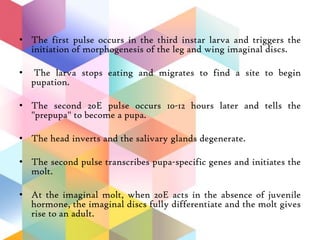• The first pulse occurs in the third instar larva and triggers the
initiation of morphogenesis of the leg and wing imaginal discs.
• The larva stops eating and migrates to find a site to begin
pupation.
• The second 20E pulse occurs 10-12 hours later and tells the
"prepupa" to become a pupa.
• The head inverts and the salivary glands degenerate.
• The second pulse transcribes pupa-specific genes and initiates the
molt.
• At the imaginal molt, when 20E acts in the absence of juvenile
hormone, the imaginal discs fully differentiate and the molt gives
rise to an adult.
 