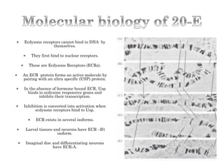 Ecdysone receptors cannot bind to DNA by
themselves.
They first bind to nuclear receptors.
These are Ecdysone Receptors (ECRs).
An ECR protein forms an active molecule by
pairing with an ultra specific (USP) protein.
In the absence of hormone bound ECR, Usp
binds to ecdysone responsive genes and
inhibits their transcription.
Inhibition is converted into activation when
ecdysone receptors bind to Usp.
ECR exists in several isoforms.
Larval tissues and neurons have ECR –B1
isoform.
Imaginal disc and differentiating neurons
have ECR-A.
 