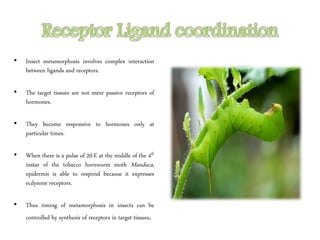 • Insect metamorphosis involves complex interaction
between ligands and receptors.
• The target tissues are not mere passive receptors of
hormones.
• They become responsive to hormones only at
particular times.
• When there is a pulse of 20-E at the middle of the 4th
instar of the tobacco hornworm moth Manduca,
epidermis is able to respond because it expresses
ecdysone receptors.
• Thus timing of metamorphosis in insects can be
controlled by synthesis of receptors in target tissues.
 