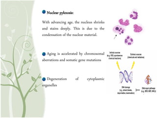 Nuclear pyknosis:
With advancing age, the nucleus shrinks
and stains deeply. This is due to the
condensation of the nuclear material.
Aging is accelerated by chromosomal
aberrations and somatic gene mutations
Degeneration of cytoplasmic
organelles
 