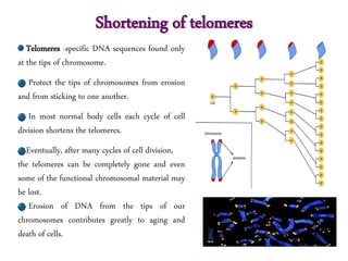 Telomeres -specific DNA sequences found only
at the tips of chromosome.
Protect the tips of chromosomes from erosion
and from sticking to one another.
In most normal body cells each cycle of cell
division shortens the telomeres.
Eventually, after many cycles of cell division,
the telomeres can be completely gone and even
some of the functional chromosomal material may
be lost.
Erosion of DNA from the tips of our
chromosomes contributes greatly to aging and
death of cells.
Shortening of telomeres
 