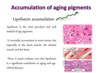 Accumulation of aging pigments
Lipofuscin accumulation
Lipofuscin is the most prevalent and well
studied of age pigments.
It invariably accumulates in most tissues, but
especially in the heart muscle, the skeletal
muscle and the brain.
There is much evidence now that lipofuscin
is a significant contributor to aging and age-
related diseases.
 