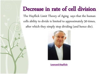 Decrease in rate of cell division
The Hayflick Limit Theory of Aging says that the human
cells ability to divide is limited to approximately 50-times,
after which they simply stop dividing (and hence die).
Leonard Hayflick
 