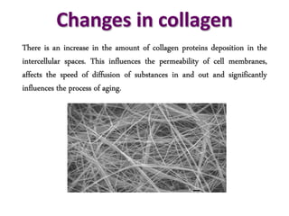 Changes in collagen
There is an increase in the amount of collagen proteins deposition in the
intercellular spaces. This influences the permeability of cell membranes,
affects the speed of diffusion of substances in and out and significantly
influences the process of aging.
 