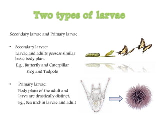 Secondary larvae and Primary larvae
• Secondary larvae:
Larvae and adults possess similar
basic body plan.
E.g., Butterfly and Caterpillar
Frog and Tadpole
• Primary larvae:
Body plans of the adult and
larva are drastically distinct.
Eg., Sea urchin larvae and adult
 
