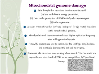 Mitochondrial genome damage
It is thought that mutations in mitochondria could
(1) lead to defects in energy production,
(2) lead to the production of ROS by faulty electron transport,
(3) induce apoptosis.
A recent report shows that there are "hot spots" for age-related mutations
in the mitochondrial genome,
Mitochondria with these mutations have a higher replication frequency
than wild-type mitochondria.
Thus, the mutants are able to outcompete the wild-type mitochondria
and eventually dominate the cell and its progeny.
Moreover, the mutations may not only allow more ROS to be made, but
may make the mitochondrial DNA more susceptible to ROS-mediated
damage.
 