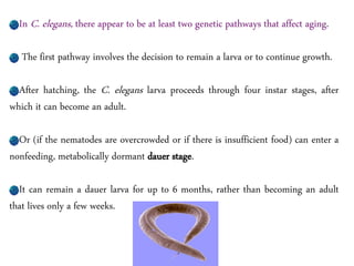 In C. elegans, there appear to be at least two genetic pathways that affect aging.
The first pathway involves the decision to remain a larva or to continue growth.
After hatching, the C. elegans larva proceeds through four instar stages, after
which it can become an adult.
Or (if the nematodes are overcrowded or if there is insufficient food) can enter a
nonfeeding, metabolically dormant dauer stage.
It can remain a dauer larva for up to 6 months, rather than becoming an adult
that lives only a few weeks.
 