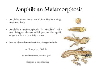 Amphibian Metamorphosis
• Amphibians are named for their ability to undergo
metamorphosis.
• Amphibian metamorphosis is associated with
morphological changes which prepare the aquatic
organism for a terrestrial existence.
• In urodeles (salamanders), the changes include:
– Resorption of tail fin
– Destruction of external gills
– Changes in skin structure
 