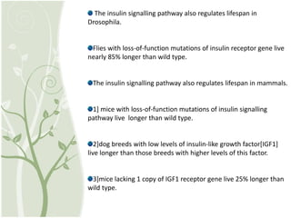 The insulin signalling pathway also regulates lifespan in
Drosophila.
Flies with loss-of-function mutations of insulin receptor gene live
nearly 85% longer than wild type.
The insulin signalling pathway also regulates lifespan in mammals.
1] mice with loss-of-function mutations of insulin signalling
pathway live longer than wild type.
2]dog breeds with low levels of insulin-like growth factor[IGF1]
live longer than those breeds with higher levels of this factor.
3]mice lacking 1 copy of IGF1 receptor gene live 25% longer than
wild type.
 