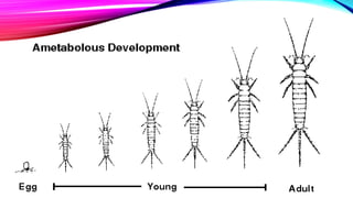 Post embryonic development of insects and metamorphosis | PPTX