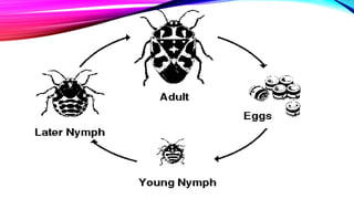 Post embryonic development of insects and metamorphosis | PPTX