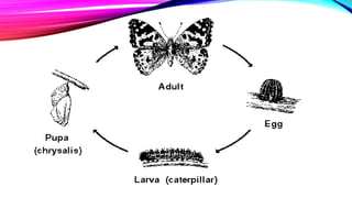 Post Mortem Insects Post embryonic development of insects and metamorphosis | PPTX