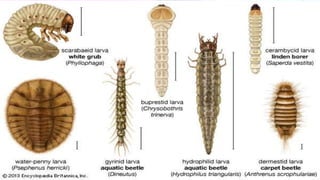 Post Mortem Insects Post embryonic development of insects and metamorphosis | PPTX
