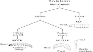 Post Mortem Insects Post embryonic development of insects and metamorphosis | PPTX