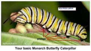 Post Mortem Insects Post embryonic development of insects and metamorphosis | PPTX