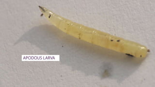 Post Mortem Insects Post embryonic development of insects and metamorphosis | PPTX