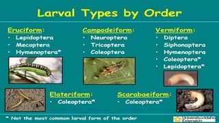 Post Mortem Insects Post embryonic development of insects and metamorphosis | PPTX