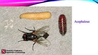 Post Mortem Insects Post embryonic development of insects and metamorphosis | PPTX
