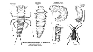 Post Mortem Insects Post embryonic development of insects and metamorphosis | PPTX