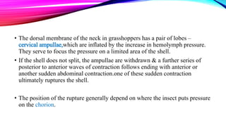 Post embryonic development of insects and metamorphosis | PPTX