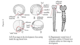 Post Mortem Insects Post embryonic development of insects and metamorphosis | PPTX