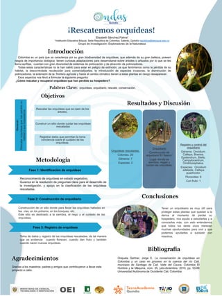 Elizabeth Sánchez Palma1
1Institución Educativa Boquía. Sede República de Colombia, Salento, Quindío republica@ieboquia.edu.co
Grupo de Investigación: Exploradores de la Naturaleza
Palabras Clave: orquídeas, orquidiario, rescate, conservación.
Objetivos
Resultados y Discusión
Bibliografía
Conclusiones
Introducción
Colombia es un país que se caracteriza por su gran biodiversidad de orquídeas, que además de su gran belleza, poseen
rasgos de importancia biológica: tienen curiosas adaptaciones para desarrollarse sobre árboles o arbustos por lo que se les
llama epífitas, cuentan con gran diversidad de sistemas de polinización y de atracción de polinizadores.
Todas estas características no le han valido para estar en peligro de extinción, ya que fenómenos como la pérdida de su
hábitat, la descontrolada recolección para comercializarlas, la introducción de especies invasoras, la disminución de
polinizadores, la extensión de la frontera agrícola y hasta el cambio climático tienen a estas plantas en riesgo desaparecer.
Esos aspectos nos llevó a formular la siguiente pregunta:
¿Cómo rescatar y recuperar orquídeas que han perdido su hospedero?
¡Rescatemos orquídeas!
Tener un orquideario es muy útil para
proteger estas plantas que quedan a la
deriva al momento de perder su
hospedero, nos ayuda a estudiarlas y a
conocerlas más, con esto entendemos
que todos los seres vivos merecen
muchas oportunidades para vivir y que
podemos ayudarles a subsistir con
nosotros.
Agradecimientos
Gracias a los maestros, padres y amigos que contribuyeron a llevar este
proyecto a cabo.
Fase 1: Identificación de orquídeas
Reconocimiento de orquídeas en estado vegetativo.
Guianza en la resolución de preguntas clave para el desarrollo de
la investigación, y apoyo en la clasificación de las orquídeas
rescatadas.
General:
Rescatar
orquídeas
que
han
perdido
su
hábitat
o
sus
hospederos
Rescatar las orquídeas que se caen de los
árboles.
Construir un sitio donde cuidar las orquídeas
rescatadas
Registrar datos que permitan la toma
conciencia sobre el cuidado de las
orquídeas.
Metodología
Fase 2: Construcción de orquidiario
Construcción de un sitio donde para llevar las orquídeas halladas en
las vías, en los potreros, en los bosques, etc.
Este sitio es destinado a la siembra, el riego y el cuidado de las
orquídeas.
Fase 3: Registro de orquídeas
Toma de datos y registro de las orquídeas rescatadas, de tal manera
que se evidencie cuando florecen, cuando dan fruto y también
cuando nacen nuevas orquídeas.
Orquídeas rescatadas.
Colonias. 20
Géneros: 7
Especies: 2
Orquidiario
Construcción de
orquidiario”El Tesoro”
Lugar donde se
siembra, riegan y
cuidan las orquídeas.
Registro y control del
orquidiario
Géneros: Oncidium,
Catleya, Brassia,
Epidendrum, Stelis,
Campylocentrum,
Ornithocephalus.
Especies: Oncidium
adelaide, Catleya
quadricolor.
Florecidas: 6
Con fruto: 1
Orejuela Gartner, Jorge E. La conservación de orquídeas en
Colombia y un caso en proceso en la cuenca del río Cali,
municipio de Santiago de Cali, Valle del Cauca, Colombia El
Hombre y la Máquina, núm. 35, julio-diciembre, 2010, pp. 53-66
Universidad Autónoma de Occidente Cali, Colombia
 