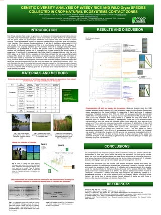 GENETIC DIVERSITY ANALYSIS OF WEEDY RICE AND WILD Oryza SPECIES
                            COLLECTED IN CROP-NATURAL ECOSYSTEMS CONTACT ZONES
                                                                 Eliana González1, Luisa. F. Fory1, Kiliany Arcia1, Andrés E. Blanco1, Aida Ortiz2, Iris Pérez3, Myriam C. Duque1, and Zaida Lentini1, *
                                                                                                              *Corresponding author: z.lentini@cgiar.org.
                                                                     1CIAT (International Center for Tropical Agriculture). Cali, Colombia. 2 Universidad Central de Venezuela. 3INIA . Venezuela.

                                                                                                Funding from CIAT and GTZ, Germany. Project No. 03.7800.4-001.00




                                            INTRODUCTION                                                                                                                             RESULTS AND DISCUSSION
                                                                                                                                                                                     RESULTS AND DISCUSSION
Rice (Oryza sativa of Asian origin, AA genome) is an introduced domesticated species that has become
one of the most important staple grains for human consumption in tropical America in recent decades.                                                         Fig 7. Similarity analysis                                                                                            Seed type
The rice genus, Oryza has a pan-tropical distribution. Four species have been recorded in tropical                                                           (UPGMA).
America. Oryza glumaepatula (diploid, AA genome) classifies within the primary gene pool (Akimoto,
1998; Vaughan, 1994), whereas Oryza grandiglumis, O. alta and O. latifolia are allotetraploid (CCDD)
                                                                                                                                                                                                                                        O. nivara (1)
and included in the secondary gene pool. Due to its morphological similarity with O. rufipogon, O.                                                                                                                                      O. rufipogon /O. nivara (2)
glumaepatula was originally classified as the American strain of O. rufipogon (Vaughan, 1994).                                                                                                                                          O. sativa (4)
                                                                                                                                                                                                                                        O. rufipogon (10)
Nevertheless, O. glumaepatula is a distinct AA species based on morphological traits, molecular                                                                                                                                         Wild accessions Portuguesa (21)
markers, has compatibility barriers with O. rufipogon, and is closer related to the African species O.                                                                                                                                  Wild accessions Guárico (2)
                                                                                                                                                                                                                                        Weedy rice putative hybrids Guárico (12)
glaberrima, O. barthii and O. longistaminata than to the Asian O. rufipogon (Akimoto 1998, Ge et al.,
2001; Juliano et al., 1998). With the exception of Costa Rica and Brazil that had conducted a complete
analysis of the Oryza wild relatives composition and spatial frequency distribution, the information for
the rest of the region is incomplete and scattered in few herbarium records (Lentini and Espinoza,
                                                                                                                                                                                                                                        Wild accessions Guárico (55)
2005). Previous results from experiments conducted under controlled-confined conditions showed that                                                                                                                                     Wild accessions Portuguesa (11)
gene flow occurred predominantly from the crop into weedy rice (Lentini and Espinoza, 2005). This                                                                                                                                       O. glumaepatula (6)
work describes the use of chloroplast and nuclear molecular markers for the characterization of weedy
and wild rice populations collected in commercial rice fields and natural environments in Colombia and                                                                                    B

Venezuela, and their utility for tracking gene flow at landscape level (rate and direction) in weedy/ wild
Oryza species populations .


                          MATERIALS AND METHODS                                                                                                                                               A
                                                                                                                                                                                                                                        Wild accessions Guárico (33)
                                                                                                                                                                                                                                        O. glumaepatula (1)

                                                                                                                                                                                                                                                                            O. rufipogon (1)
                                                                                                                                                                                                                                                                            O. nivara (1)
                                                                                                                                                                                                                                        O. rufipogon (4)                    Wild accession Guárico (1)
 Collection and characterization of wild Oryza species and weedy rice populations from natural                                                                                                                                          Weedy rice (4)
                     environments and crop-contact zones in Venezuela.                                                                                                                                                                  Weedy rice putative hybrids (5)


                       Site          Species/           Genome                   # Accessions
     State                                                     Collected Samples
                    Collection      Suggested            Type                      Analyzed
                                                                                                                                                                                                                                        O. latifolia (20)
                    Clavellinas     O. latifolia         CCDD                   35                         21                                                                                                                           Wild accessions from
                                                                                                                                                                                                                                        Portuguesa (30)
                    El Esfuerzo     O. latifolia         CCDD                   26                         21
                                                                                                                           IRRI accessions
                    El Esfuerzo   O. glumaepatula          AA                   31                         11
  Portuguesa                                                                                                                                                                                                                            O. alta (4)
                    El Esfuerzo Weedy rice/Hybrid          AA                   22                         20              O.   latifolia (20)
                                                                                                                                                                                                                                        O. grandiglumis (4)
                                                                                                                           O.   rufipogon (21)
                                   O. rufipogon                                                                            O.   alta (4)
                    Santa Lucia                            AA                   13                          8                                                                                                                           Wild accessions from
                                    /arrocillo                                                                             O.   grandiglumis (4)                                                                                        Portuguesa (9)
                     Carretera-                                                                                            O.   glumaepatula (8)                                                                                                O. rufipogon (6)
                      Km 133                                                                                               O.   nivara x O. rufipogon (2)          0.0         0.2                0.4             0.6             0.8
                                                                                                                                                                                                                                                O. barthii (1)
                                  O. glumaepatula          AA                   14                         14              O.   nivara (2)                                                                                                      O. glaberrima (1)
                     Carretera                                                                                                                                                                      Dice Similarity Coefficient
                     Calabozo
    Guarico          Lecherito    O. glumaepatula          AA                   51                         43
                    Estero de
                                  O. glumaepatula          AA                   44                         27
                    Camaguan                                                                                                                                 Characterization of wild and weedy rice accessions. Molecular analysis using four SSR
                       Via
                                  O. glumaepatula          AA                   87                         11
                                                                                                                                                             markers generated seven clusters (Fig 7). Wild accessions, weedy rice and putative hybrids were
                      Herrera                                                                                                                                clearly separated from the cluster including O. glaberrima, O. barthii and some O. rufipogon
                                                                                                                                                             accessions. Tetraploid accession from IRRI and CCDD wild accessions identified according to
                                                                                                                                                             cpDNA TrnL-TrnF sequence (Fig. 6) were also clear cut separated from the AA genome samples.
                                                                                                                                                             Thirty CCDD wild accessions were closely related to O. latifolia and nine were related to all
                                                                                                                                                             tetraploid group (O. latifolia, O. alta and O. grandiglumis). These wild CCDD accessions were
                                                                                                                                                             characterized by being tall plants with truncated ligules, small seeds with short awns and the
                                                                                                                                                             spikes were <7 mm, taxonomy traits used reproducibly to distinguish O. latifolia from O. alta and O.
                                                                                                                                                             grandiglumis in Venezuela (D. Vaughan, NIAS, Japan, personal communication). Accessions. 99
                                                                                                                                                             wild accessions (AA genome) collected from Guárico and Portuguesa, identified as O.
                                                                                                                                                             glumaepatula according to cpDNA trnS [TRNA-Ser- (GGA)] and trnT [tRNA-Thr (UGU)]
                                                                                                                                                             sequences clustered with 7 of the 8 (88%) O. glumaepatula accessions from IRRI. All the weedy
                                                                                                                                                             rice, putative hybrids and the remaining (44) AA genome wild accessions clustered with all the O.
          Fig 1. Wild Oryza species                   Fig 2. Tetraploid wild Oryza                           Fig 3. Wild Oryza population
                                                                                                                                                             rufipogon IRRI accessions (14) from a diverse number of Asian countries. All the weedy rice
        growing in the swamp “Estero               growing intermingled with rice crop                     characterized by spikes with red
        Camaguan”, Southern Guárico                       in Portuguesa State                               long awns growing next to rice                   accession analyzed so far are diploid AA genome and most of them (87%) are of indica type
                     state                                                                                     field in Portuguesa State                     according to cp ORF 100 sequence.


       Weedy rice collected in Colombia
                                                                     Panel A
                                                                                                                      Panel B
                                     123                123          1= O. barthii
                                                                     2= O.rufipogon
                                                                     3= O.glaberrima
                                                                                                                                                                                                          CONCLUSIONS
                                                                     4=Variety
                                                   4             4

                                                                                                             Weedy rice with black awn seed                 The morphological and molecular analysis of the Colombian weedy rice samples allowed the
                                     123           4 123         4
                                                                                                                           D                                discrimination of three main groups within the weedy rice population. The main group includes
                                                                                                                                                            weedy rice varity type with awnless seeds and straw glumes very similar to commercial varieties, a
                                                                                                                                                            small group characterized by having black awns and glumes clustering closely with O. rufipogon
                                                                                                                                                            accession (O.rufipogon type); and an intermediate type with straw glumes and awns.
                                                                             We
       Fig 4. Panel A, weedy rice types showing                                ed
                                                                                  y
                                                                                                                                                            Analysis with chloroplast (cp) and nuclear DNA specific sequences indicate that weedy rice
       diversity in grain colors (from husk to dark/black                              ric
                                                                                             ew                                                             accession collected in Colombia and Venezuela are AA genome. Likewise in Colombia, there are
       hulls), variation in awn length and pericarp color                                         ith                       Weedy rice with
                                                                                                      aw                    straw awn seed                  some weedy rice accessions closely related to O. rufipogon and the genetic identity of the putative
       (from dark red to white). Panel B, Multiple                                                       nle
       Correspondence Analysis based on SSR that                                                            ss                                              weedy rice hybrids collected in the farmers fields still needs further analysis. Most of the CCDD
                                                                                                               se
                                                                                                                 ed                                         wild accessions are closely related to O. latifolia. AA genome wild accessions from “Estero de
       show the Population structure of the weedy rice
       in Colombia.                                                                                                                                         Camaguán”, “Via Herrera”,“Lecherito” and some from Portuguesa are genetically related to O.
                                                                                                                                                            glumaepatula according to the cpDNA sequence and SSR analysis. Specific SSRs and cpDNA
                                                                                                                                                            markers are being used to identify potential hybrids between O. sativa and wild Oryza, to
                                                                                                                                                            determine the reproductive biology and direction of gene flow.
     Use of chloroplast and nuclear molecular markers for the characterization of weedy rice
          population collected in commercial farmers fields in Colombia and Venezuela
                                                                                                                                                                                                               REFERENCES
                                                                                                  Wild and Weedy rice accessions
              Wild and Weedy rice accessions
                                                                                                                                                            Akimoto M. 1998. Mol. Ecol. 7:1371-81.
                                                                                                                                                            Ge S, Sang T, Bao-Rong L, and Hong D. 2001. Genome 44: 1136-1142.
                                                                            CCDD genome                   CCDD genome                                       Juliano, A.B., Naredo, N.E. and Jackson, M.T. 1998. Genetic Resources and Crop Evolution 45:197-203.
                                                                                                                                                            Lentini Z. and Espinoza A. 2005. Coexistence of weedy rice in tropical America-gene flow and genetic diversity. Edited
                                                                                                                         AA genome                          by Jonathan Gressel, U.S.A. 2005. In: Crop ferality and volunteerism, Charter 19. p 306-307.
                                                                                                   AA genome
                                                                                                                                                            Vaughan D. 1994. The wild relatives of rice — A genetic resources handbook. International Rice Research Institute
                                               O. glumaepatula                                                                                              (IRRI); Philippine


  Fig 5. PCR amplified cpDNA trnS [TRNA-Ser- (GGA)]                               Fig 6. PCR amplified cpDNA TrnL-TrnF sequence
  and trnT [tRNA-Thr (UGU)] sequences of several O.                               from weedy rice and various wild Oryza species
  sativa wild species, weedy rice and rice varieties.                             AA and CCDD genome.
  Arrows indicate polymorphism found in O.
  glumaepatula and in wild Oryza collected from Estero
  de Camaguan.
 