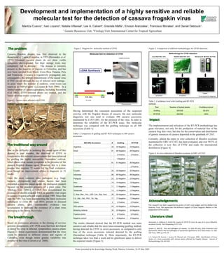 Development and implementation of a highly sensitive and reliable molecular test for the detection of cassava frogskin virus Maritza Cuervo 1 , Ivan Lozano 2 , Natalia Villareal 2 , Lee A. Calvert 2 , Graciela Mafla 1 , Ericson Aranzales 1 , Francisco Morales 2 , and Daniel Debouck 1 . 1  Genetic Resources Unit,  2 Virology Unit; Int ernational Center for Tropical Agriculture Cassava frogskin disease was first observed in the department of Cauca, Colombia, in 1971 (Hernández  et al . 1975). Diseased cassava plants do not show visible symptoms above-ground, but their storage roots may completely fail to develop.  The disease is currently present in the majority of regions in Colombia, and has now been reported from Brazil, Costa Rica, Panama, Peru and Venezuela.  Cassava is vegetatively propagated, and, consequently, the primary transmission of the causal virus (CFSV) occurs through the use of infected stem cuttings.  In areas where the disorder is endemic, yield losses can reach up to 100%[Figure 1] (Lozano & Nolt 1989).  In a limited number of cassava genotypes, including Secundina (Col 2063), CFSV-infected plants are stunted, and the leaves develop mosaic symptoms. Due to the difficulty in isolating the causal agent of this disease in past decades, the detection of CFSV in symptomless but infected cassava plants had been achieved by grafting the highly susceptible ‘Secundina’ cultivar, which shows clear mosaic symptoms in the presence of the cassava frogskin disease agent. However, this is a slow process that requires 72 weeks for the final evaluation, even though an improvement allows a diagnosis in 21 weeks. The implementation and utilization of the RT-PCR methodology has great relevance, not only for the production of material free of the cassava frog skin virus, but also for the conservation and distribution of genetic resources of cassava deposited in the genebank of CIAT. Having determined the consistent association of the suspected reovirus with the frogskin disease of cassava, the new molecular diagnostic test was used to evaluate 508 cassava accessions maintained by CIAT GRU, for the presence of the virus. In order to determine the reliability of the RT-PCR assay, this molecular technique was compared with the grafting technique on all 508 accessions [Table 1]. The results obtained showed that the RT-PCR method was more sensitive and reliable that the more time-consuming grafting method, having detected the CFSV in seven accessions, as compared to only four of the seven accessions infected detected by the grafting (Secundina) technique [Table 2]. More importantly, the RT-PCR technique takes less than a week and no glasshouse space to deliver the expected results [Figure 3]. Currently, almost the entire  in vitro  collection of  Manihot esculenta  maintained by GRU of CIAT ,  has been evaluated, and over 99.5% of the collection is now free of CFSV and ready for international distribution [Figure 4]. The   problem The traditional way around   Figure 1.  Cassava   roots   affected with CFSD Table  2.  Confidence   level with Grafting and RT-PCR methods  Figure 4.  In vitro   collection  of  Manihot  esculenta  in GRU of CIAT Impact Once the most common plant pathogens (e.g. fungi, bacteria, phytoplasm) and abiotic factors had been discarded as possible causal agents, the etiological research focused on the possible presence of a plant virus. The Virology Unit (VRU) of CIAT first demonstrated the existence of double-stranded RNA of possible viral origin in cassava frogskin-affected plants around 1989. Since that date the VRU has been implementing the latest molecular techniques to clone the viral RNA present in diseased cassava plants, until considerable evidence was accumulated to postulate the existence of a plant virus belonging to the family  Reoviridae .  Based on continuous advances in the cloning of reovirus genomic components, a RT-PCR assay has been developed to detect the virus in infected, symptomless cassava plants [figure 2]. Initial experiments demonstrated that the virus could be detected in different clones and regions of Colombia, even though minor genetic variability was detected in the virus (Calvert  et al . 2008). The   breakthrough Figure 2.  Diagram for  molecular method of CFS V Table 1. Comparison of grafting and RT-PCR techniques in 508 cassava accessions Figure 3.  Comparison of different methodologies for CFSD detection Hernandez A. Calderon H, Zarate RD, Lozano JC (1975) El Cuero de sapo de la yucca (Manihot esculenta Crantz).  Not Fitopatolog. 4:117-118 Lozano JC, Nolt BL.  Pest and pathogens of cassava.  In: Kahn RP (ed.), Plant Protection and Quarantine: Selecto Pest and pathogens of quarantine significance, Vol 2, Boca Raton, FL, USA, CRC Press, 1989, pp 174-175 L. A. Calvert ,  M. Cuervo, I. Lozano, N. Villareal, and J. Arroyave. 2008.  Identification of three strains of a virus associated with cassava   plants affected by frogskin disease.  Journal of Phytop athology 156, 647-653  Literature   cited Poster presented at the Knowledge Sharing Week, Palmira, Colombia, 18-22 May 2009 Acknowledgements This research has been supported by grants of CIAT core budget and the Global Crop Diversity Trust. We appreciate the technical support of César Augusto Medina in the preparation of this poster.  508 GRU  Accession #  Grafting  RT-PCR Argentina 34 34 Negative 34 Negative Brazil 91 88 Negative 88 Negative     2 Positive 3 Positive     1 Negative   Colombia 91 91 Negative 89 Negative       2 Positive Ecuador 20 20 Negative 20 Negative Indonesia 88 88 Negative 88 Negative Paraguay 23 23 Negative 23 Negative Peru 15 15 Negative 15 Negative Guatemala 11 11 Negative 11 Negative Venezuela 13 13 Negative 13 Negative C. Rica, Mex., Pan., USA, Cub., Rep. Dom. 26 26 Negative 26 Negative FJI., Mal., Viet., Phili., Tai., Nig.  17 17 Negative 17 Negative Others 2 2 Positive 2 Positive Wild species 43 43 Negative 43 Negative Breeding material 34 34 Negative 34 Negative Positive control 8 8 Positive 8 Positive Negative  control 8 8 Negative 8 Negative 