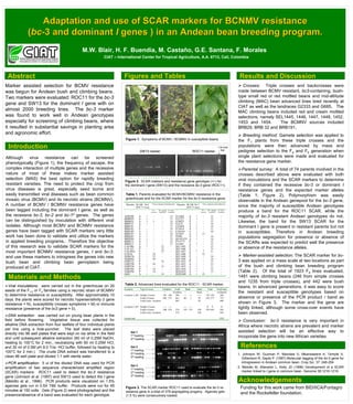 Adaptation and use of SCAR markers for BCNMV resistance
              (bc-3 and dominant I genes ) in an Andean bean breeding program.
                                                M.W. Blair, H. F. Buendia, M. Castaño, G.E. Santana, F. Morales
                                                              CIAT – International Center for Tropical Agriculture, A.A. 6713, Cali, Colombia




 Abstract                                                                Figures and Tables                                                                                                     Results and Discussion
Marker assisted selection for BCMV resistance                                                                                                                                                     Crosses: Triple crosses and backcrosses were
was begun for Andean bush and climbing beans.                                                                                                                                                  made between BCMV resistant, bc3-containing, bush-
Two markers were evaluated: ROC11 for the bc-3                                                                                                                                                 type small red or red mottled beans and mid-altitude
                                                                                                                                                                                               climbing (MAC) bean advanced lines bred recently at
gene and SW13 for the dominant I gene with on
                                                                                                                                                                                               CIAT as well as the landraces G2333 and G685. The
almost 2000 breeding lines. The bc-3 marker                                                                                                                                                    MAC climbing beans included red and cream mottled
was found to work well in Andean genotypes                                                                                                                                                     selections, namely SEL1445, 1446, 1447, 1448, 1452,
especially for screening of climbing beans, where                                                                                                                                              1453 and 1454.        The BCMNV sources included
it resulted in substantial savings in planting area                                                                                                                                            BRB29, BRB 32 and BRB191.
and agronomic effort.                                                                                                                                                                             Breeding method: Gamete selection was applied to
                                                                          Figure 1. Symptoms of BCMV / BCMNV in susceptible beans                                                              the F1 plants from these triple crosses and the
  Introduction                                                                                                                                                                    1 kb size    populations were then advanced by mass and
                                                                                         SW13 marker                                               ROC11 marker                     Std.       pedigree selection to the F4 and F5 generation when
Although virus resistance can be screened                                                                                                                                                      single plant selections were made and evaluated for
phenotypically (Figure 1), the frequency of escape, the                                                                                                                                        the resistance gene marker.
complex interaction of multiple genes and the recessive                                                                                                                                          Parental survey: A total of 74 parents involved in the
nature of most of these makes marker assisted                                                                                                                                                  crosses described above were evaluated with both
selection (MAS) the best option for rapidly breeding                      - - + - - + - + + + + - + + - - + - - - ++-++-+-+- - - -+- - - - - -+-+
                                                                         Figure 2. SCAR markers and resistance gene genotype (+/-) for                                                         viral inoculations and the SCAR markers to determine
resistant varieties. The need to protect the crop from                   the dominant I gene (SW13) and the recessive bc-3 gene (ROC11).                                                       if they contained the recessive bc-3 or dominant I
virus diseases is great, especially seed borne and                                                                                                                                             resistance genes and the expected marker alleles
easily transmitted viral diseases such as bean common                     Table 1. Parents evaluated for BCMV/BCMNV resistance in the                                                          (Table 1; Figure 2). Polymorphism was easily
mosaic virus (BCMV) and its necrotic strains (BCMNV).                     greenhouse and for the SCAR marker for the bc-3 resistance gene.
                                                                                                                                                                                               observable in the Andean genepool for the bc-3 gene,
A number of BCMV / BCMNV resistance genes have                            Parents SCAR bc-3
                                                                                       ROC11 Gene
                                                                                                     Virus response (Greenhouse)      Parents SCAR bc-3
                                                                                                                                              ROC11 Gene
                                                                                                                                                               Virus response (Greenhouse)
                                                                                                                                                                                               since the majority of susceptible Andean genotypes
been tagged including the dominant I gene, as well as                                                 N=
                                                                                                    necrosis
                                                                                                               M = mosaic O = bc-3
                                                                                                               symptoms resistance
                                                                                                                                                             N=     M = mosaic
                                                                                                                                                           necrosis symptoms
                                                                                                                                                                                   O = bc-3
                                                                                                                                                                                  resistance   produce a band for the ROC11 SCAR, while the
the recessive bc-3, bc-2 and bc-12 genes. The genes                      AFR298          A    +       -            -        15       G12582    A       +        -       11            -        majority of bc-3 resistant Andean genotypes do not.
                                                                         BRB029          A    +       -            -        15       G12727    A       +        -       12            -
can be distinguished by inoculation with different viral                 BRB032          A    +      1             -        14       G19833    P       -        -       15            -        Likewise, the band for the SW13 SCAR for the
                                                                         BRB151          A    +       -            -        14       G2333     A       +        -       14            -
isolates. Although most BCMV and BCNMV resistance                        BRB181          P    -       -            -        15       G23604    A       +        -       14            -        dominant I gene is present in resistant parents but not
                                                                         BRB183          P    -       -            -        14       G23614    A       +        -       11            -
genes have been tagged with SCAR markers very little                     BRB189          A    +       -            -        15       KABOON    A       +        -       10            -        in susceptibles. Therefore in Andean breeding
                                                                         BRB197          A    +       -            -        14       MAM49     A       +       17        -            -
work has been done to validate and utilize the markers                   BRB203          A    +       -            -        15       MDRK      A       +        -       14            -        populations segregation for presence or absence of
                                                                         BRB204          A    +       -            -        15       MICHELITE A       +        -       14            -
in applied breeding programs. Therefore the objective                    BRB211
                                                                         BRB217
                                                                                         A
                                                                                         A
                                                                                              +
                                                                                              +
                                                                                                      -
                                                                                                      -
                                                                                                                   -
                                                                                                                   -
                                                                                                                            15
                                                                                                                            15
                                                                                                                                     PVA773
                                                                                                                                     S31465
                                                                                                                                               P
                                                                                                                                               A
                                                                                                                                                       -
                                                                                                                                                       +
                                                                                                                                                                -
                                                                                                                                                                -
                                                                                                                                                                        15
                                                                                                                                                                        15
                                                                                                                                                                                      -
                                                                                                                                                                                      -        the SCARs was expected to predict well the presence
of this research was to validate SCAR markers for the                    CAL096
                                                                         CAL143
                                                                                         A
                                                                                         P
                                                                                              +
                                                                                              -
                                                                                                      -
                                                                                                      -
                                                                                                                  12
                                                                                                                  12
                                                                                                                             -
                                                                                                                             -
                                                                                                                                     SEL1445 P
                                                                                                                                     SEL1446 P
                                                                                                                                                       -
                                                                                                                                                       -
                                                                                                                                                                -
                                                                                                                                                                -
                                                                                                                                                                        15
                                                                                                                                                                        15
                                                                                                                                                                                      -
                                                                                                                                                                                      -        or absence of the resistance alleles.
most important BCNMV resistance genes, I and bc-3,                       CALIMA
                                                                         COS16
                                                                                         P
                                                                                         P
                                                                                              -
                                                                                              -
                                                                                                      -
                                                                                                     14
                                                                                                                  12
                                                                                                                   -
                                                                                                                             -
                                                                                                                             -
                                                                                                                                     SEL1447 A
                                                                                                                                     SEL1448 P
                                                                                                                                                       +
                                                                                                                                                       -
                                                                                                                                                               7
                                                                                                                                                               12
                                                                                                                                                                        6
                                                                                                                                                                         -
                                                                                                                                                                                      -
                                                                                                                                                                                      -
and use these markers to introgress the genes into new                   DOR476          P    -      15            -         -       SEL1449 P         -        -       14            -           Marker-assisted selection: The SCAR marker for bc-
                                                                         DOR482          P    -      10            -         -       SEL1450 A         +        -       14            -
bush bean and climbing bean germplasm being                              EMP122          P    -       -           14         -       SEL1451 P         -        -       15            -        3 was applied on a mass scale at two locations as part
                                                                         EMP250          P    -      14            -         -       SEL1452 A         +        -       15            -
produced at CIAT.                                                        EMP320          A    +       -           15         -       SEL1453 A         +        -       11            -        of the bush and climbing bean breeding program
                                                                         EMP364          P    -      14            -         -       SEL1454 A         +        -       15            -
                                                                         EMP496          P    -      14            -         -       SEQ1033 A         +        -       15            -        (Table 2). Of the total of 1923 F4 lines evaluated,
                                                                         G685            A    +       -           14         -       SEQ1040 A         +       15        -            -
  Materials and Methods                                                                                                                                                                        1481 were climbing beans (246 from simple crosses
                                                                                                                                                                                               and 1235 from triple crosses), and 442 were bush
                                                                         Table 2. Advanced lines evaluated for the ROC11 - SCAR marker.
  Viral inoculations: were carried out in the greenhouse on 20                                                                                                                                 beans. In advanced generations, it was easy to score
                                                                         Location       Type of cross          Climbers Total     Bush                 Total         Total       Total lines
seeds of the F1:2 or F4 families using a necrotic strain of BCMNV                                               +    - Climbers +      -               Bush          + -         evaluated     the resistant and susceptible genotypes based on
to determine resistance or susceptibility. After approximately 10        Location 1 (D) Simple Crosses         142 104   246    ---- ----               ----        142 104         246
                                                                                        Triple Crosses         386 275   661    90 2                    92          476 277         753        absence or presence of the PCR product / band as
days, the plants were scored for necrotic hypersensitivity (I gene                      Total Lines / location           907                            92                          999
resistance = N), susceptiblity (mosaic symptoms = M) or immune                                                                                                                                 shown in Figure 3. The marker and the gene are
resistance (presence of the bc3 gene = 0).
                                                                         Location 2 (P) Simple Crosses
                                                                                        Triple Crosses
                                                                                                               ---- ----
                                                                                                               100 474               574
                                                                                                                                           ---- ----
                                                                                                                                           159 191     350
                                                                                                                                                                     0 0
                                                                                                                                                                    259 665
                                                                                                                                                                                     0
                                                                                                                                                                                    924
                                                                                                                                                                                               tightly linked, although some cross-over events have
                                                                                        Total Lines / location                       574               350                          924        been observed.
   DNA extraction: was carried out on young bean plants in the
                                                                         Grand total                                                                                               1923
field before flowering. Vegetative tissue was collected for                                                                                                                                       Conclusion: bc-3 resistance is very important in
alkaline DNA extraction from four leaflets of four individual plants                                                                                                                           Africa where necrotic strains are prevalent and marker
per line using a hole-puncher. The leaf disks were placed
                                                                               Gel 1                                                                                                           assisted selection will be an effective way to
directly into 96 well plates that were kept on ice while in the field          1st loading
and until subsequent alkaline extraction (60 ml of 0.25M NaOH,                                                                                                                                 incoporate the gene into new African varieties.
                                                                                                                                                                                               -
                                                                               2nd loading
heating to 100°C for 2 min., neutralizing with 60 ml 0.25M HCl,
and 30 ml of 0.5M pH 8.0 Tris- HCl buffer, followed by heating to              Gel 2                                                                                                            References
                                                                               1st loading
100°C for 2 min.). The crude DNA extract was transferred to a                  2nd loading                                                                                                     1. Johnson W, Guzman P, Mandala D, Mkandawere A, Temple S,
clean 96 well plate and diluted 1:1 with sterile water.                        3rd loading                                                                                                        Gilbertson R, Gepts P. (1997) Molecular tagging of the bc-3 gene for
  PCR amplification: 5 ul of the diluted DNA was used for PCR                                                                                                                                     introgression in Andean common bean. Crop Sci. 37: 248-254
                                                                               Gel 3
amplification of two sequence characterized amplified region                                                                                                                                   2. Melotto M, Afanador L, Kelly JD (1996) Development of a SCAR
                                                                               1st loading
(SCAR) markers: ROC11 used to detect the bc-3 resistance                       2nd loading                                                                                                        marker linked to I gene in common bean. Genome 39:1216-1219.
gene (Johnson et al. (1997) and SW13 used to detect the I gene                 3rd loading

(Melotto et al., 1996). PCR products were visualized on 1.5%                                                                                                                                   Acknowledgements
agarose gels run in 0.5X TBE buffer. Products were run for 45             Figure 3. The SCAR marker ROC11 used to evaluate the bc-3 re-                                                         Funding for this work came from BID/IICA/Fontagro
minutes at 150 volts. Gels (Figure 2) were photographed and the           sistance gene in a total of 378 segregating progeny. Agarose gels
presence/absence of a band was evaluated for each genotype.                                                                                                                                     and the Rockefeller foundation.
                                                                          (1.5 %) were consecutively loaded.
 