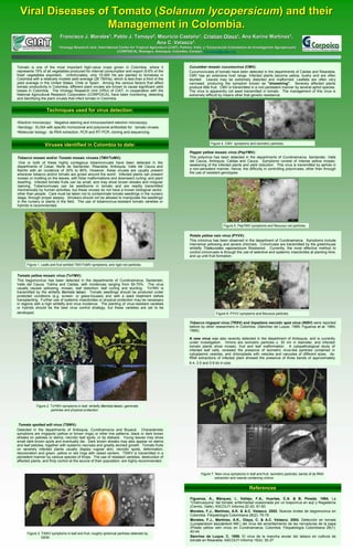 Viral Diseases of Tomato (Solanum lycopersicum) and their
                   Management in Colombia.
                              Francisco J. Morales1, Pablo J. Tamayo2, Mauricio Castaño1, Cristian Olaya1, Ana Karine Martínez1,
                                                                                Castañ                                Martí
                                                                      Ana C. Velasco1.
                          1   Virology Research Unit, International Center for Tropical Agriculture (CIAT), Palmira, Valle, y 2Corporación Colombiana de Investigación Agropecuaria
                                                                                        Agriculture                            Corporació                Investigació
                                                                  (CORPOICA), Rionegro, Antioquia, Colombia. Contact: f.morales@cgiar.org



Tomato is one of the most important high-value crops grown in Colombia, where it                               Cucumber mosaic cucumovirus (CMV):
represents 15% of all vegetables produced for internal consumption and export (9.6% of the                     Cucumoviruses of tomato have been detected in the departments of Caldas and Risaralda.
fresh vegetables exported). Unfortunately, only 15.000 Ha are planted to tomatoes in                           CMV has an extensive host range. Infected plants become yellow, bushy and are often
Colombia with a relatively modest yield average (26 TM/Ha), which is less than a third of the                  stunted. Leaves may be extremely distorted and malformed. Leaflets are often very
yield average in the United States, Chile or Spain. Among the various factors that affect                      narrowed, producing the symptom known as quot;shoestringquot;. Severely affected plants
tomato productivity in Colombia, different plant viruses are known to cause significant yield                  produce little fruit. CMV is transmitted in a non-persistent manner by several aphid species.
losses in Colombia. The Virology Research Unit (VRU) of CIAT, in cooperation with the                          The virus is apparently not seed transmitted in tomato. The management of this virus is
National Agricultural Research Corporation (CORPOICA), have been monitoring, detecting                         extremely difficult by means other that genetic resistance.
and identifying the plant viruses that infect tomato in Colombia.


                   Techniques used for virus detection:

•Electron microscopy: Negative staining and inmunosorbent electron microscopy.
•Serology: ELISA with specific monoclonal and polyclonal antibodies for tomato viruses.
•Molecular biology: ds RNA extraction, PCR and RT-PCR; cloning and sequencing.


                                                                                                                             Figure 4. CMV symptoms and isometric particles.
                  Viruses identified in Colombia to date:
                                                                                                               Pepper yellow mosaic virus (PepYMV):
Tobacco mosaic and/or Tomato mosaic viruses (TMV/ToMV):                                                        This potyvirus has been detected in the departments of Cundinamarca, Santander, Valle
 One or both of these highly contagious tobamoviruses have been detected in the                                del Cauca, Antioquia, Caldas and Cauca. Symptoms consist of intense yellow mosaic,
departments of Cesar, Norte de Santander, Risaralda, Antioquia, Valle del Cauca and                            weakening of the infected plants and yield reduction. This virus is transmitted by aphids in
Nariño with an incidence of 30% to 80%. However, these viruses are usually present                             a non-persistent manner, hence, the difficulty in controlling potyviruses, other than through
wherever tobacco and/or tomato are grown around the world. Infected plants can present                         the use of resistant genotypes.
mosaic or mottling on the leaves, with foliar malformations and downward curling; and plant
dwarfing. Infected tomato fruits can be small, and may show brown streaks and irregular
ripening. Tobamoviruses can be seedborne in tomato and are readily transmitted
mechanically by human activities, but these viruses do not have a known biological vector,
other than people. Care must be taken not to contaminate tomato seedlings in the nursery
stage, through proper asepsy. Smokers should not be allowed to manipulate the seedlings
in the nursery or plants in the field. The use of tobamovirus-resistant tomato varieties or
hybrids is recommended.




                                                                                                                                      Figure 5. PepYMV symptoms and flexuous rod particles.

                                                                                                               Potato yellow vein virus (PYVV):
                                                                                                               This crinivirus has been observed in the department of Cundinamarca. Symptoms include
                                                                                                               interveinal yellowing and severe chlorosis. Criniviruses are transmitted by the greenhouse
                                                                                                               whitefly Trialeurodes vaporariorum Westwood. Currently, the most effective method to
                                                                                                               control criniviruses is through the use of selective and systemic insecticides at planting time,
                                                                                                               and up until fruit formation.

      Figure 1. Leafs and fruit exhibid TMV/ToMV symptoms, and rigid rod particles.


Tomato yellow mosaic virus (ToYMV):
This begomovirus has been detected in the departments of Cundinamarca, Santander,
Valle del Cauca, Tolima and Caldas, with incidences ranging from 50-70%. The virus
usually causes yellowing, mosaic, leaf distortion, leaf curling and stunting. ToYMV is
transmitted by the whitefly Bemisia tabaci. Tomato seedlings should be produced under
protected conditions (e.g. screen- or glass-houses) and with a seed treatment before
transplanting. Further use of systemic insecticides or physical protection may be necessary
in regions with a high whitefly and virus incidence. The planting of virus-resistant varieties
or hybrids should be the best virus control strategy, but these varieties are yet to be
developed.                                                                                                                       Figure 6. PYVV symptoms and flexuous particles.

                                                                                                               Tobacco ringspot virus (TRSV) and Impatiens necrotic spot virus (INSV) were reported
                                                                                                               before by other researchers in Colombia. (Sánchez de Luque, 1989; Figueroa et al, 1994;
                                                                                                               1995).

                                                                                                               A new virus was also recently detected in the department of Antioquia, and is currently
                                                                                                               under investigation. Virions are isometric particles c. 30 nm in diameter, and infected
                                                                                                               tomato plants show mosaic, fruit and leaf malformation. A cytopathological study of
                                                                                                               infected leaf cells, revealed the presence of isometric virus-like particles contained in
                                                                                                               cytoplasmic vesicles, and chloroplasts with vesicles and vacuoles of different sizes. ds-
                                                                                                               RNA extractions of infected plant showed the presence of three bands of approximately
                                                                                                               6.4, 3.5 and 0.8 kb in size.




            Figure 2. ToYMV symptoms in leaf, whitefly Bemisia tabaci, geminate
                      particles and physical protection



 Tomato spotted wilt virus (TSWV):                                                                                                                          M   L   L   F   F
                                                                                                                                                      6392 bp
Detected in the departments of Antioquia, Cundinamarca and Boyacá. Characteristic                                                                     3461 bp
symptoms are ringspots (yellow or brown rings) or other line patterns, black or dark brown
streaks on petioles or stems, necrotic leaf spots, or tip dieback. Young leaves may show
small dark-brown spots and eventually die. Dark brown streaks may also appear on stems
and leaf petioles, together with systemic necrosis and greatly stunted growth. Tomato fruits
                                                                                                                                                      813
on severely infected plants usually display rugose skin, necrotic spots, deformation,                                                                 bp
discoloration and green, yellow or red rings with raised centers. TSWV is transmitted in a
persistent manner by various species of thrips. The use of resistant varieties, destruction of
affected plants, and thrip control at the source of their population, are highly recommended.


                                                                                                                       Figure 7. New virus symptoms in leaf and fruit, isometric particles, bands of ds RNA
                                                                                                                                 extraction and vesicle containing virions.


                                                                                                                                                        References

                                                                                                                Figueroa, A., Márquez, l., Vallejo, F.A., Huertas, C.A. & B. Pineda. 1994. La
                                                                                                                “Chamusquina” del tomate, enfermedad ocasionada por un tospovirus en aují y Regaderos
                                                                                                                (Cerrito, Valle). ASCOLFI Informa 20 (6): 81-83
                                                                                                                Morales, F.J., Martínez, A.K. & A.C. Velasco. 2002. Nuevos brotes de begomovirus en
                                                                                                                Colombia. Fitopatología Colombiana 26(2): 75-79
                                                                                                                Morales, F.J., Martínez, A.K., Olaya, C. & A.C. Velasco. 2004. Detección en tomate
                                                                                                                (Lycopersicon esculentum Mill.) del virus del amarillamiento de las nervaduras de la papa
                                                                                                                (Potato yellow vein virus) en Cundinamarca, Colombia. Fitopatología Colombiana 28(1):
                                                                                                                40-44
      Figure 3. TSWV symptoms in leaf and fruit, roughly spherical particles detected by
                ISEM.                                                                                           Sánchez de Luque, C. 1989. El virus de la mancha anular del tabaco en cultivos de
                                                                                                                tomate en Risaralda. ASCOLFI Informa 15(4): 35-37
 