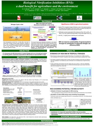 Biological Nitrification Inhibition (BNI):
                                                   a dual benefit for agriculture and the environment
                                                                         D. E. Moreta1,3, M. P. Hurtado1, A. F. Salcedo1, L. Chávez1, M. Rondón1,M. C. Duque1,
                                                                              G. V. Subbarao2, O. Ito2, J. Miles1, C. E. Lascano1; I. M. Rao1, & M. Ishitani1.
1International            Center for Tropical Agriculture (CIAT) A.A. 6713 Cali, Colombia. 2Japan International Research Center for Agricultura1 Sciences (JIRCAS) 1-1 Ohwashi, Tsukuba, lbaraki
                                                        305-8686, Japan. 3Universidad del Valle.Departamento de Biología AA 25360. Cali, Colombia.




                                                                                                                                                  RATIONALE
                                                                                                                        BNI in the plant-soil system
                                Nitrogen Cycle in Soil                                                                                                                                                                                                  Significance of BNI in agricultural systems
                                                                                                                    Brachiaria humidicola: a case study
                                                                                                                                                                                                                                           Nearly 70% of applied nitrogen fertilizers is lost in the agroecosystems.
                                                                                                                                                                                                                                           The losses are estimated to be around US$ 16.4 billions annually from
                                                                                                                                                                                                                                           cereal production systems alone across the world .

                                                                                                                                                                                                                                           Nitrification process associated with emissions of N2O, NO, and N2, of
                                                                                                                                                                                                                                           which, N2O has a greenhouse gas effect of 300 times higher than CO2.

                                                                                                                                                                                                                                           Soil NO3- is highly prone to leaching and runoff losses.




    Soil microorganisms convert NH4+ to nitrite (NO2-) and then to                                        The tropical forage grass Brachiaria humidicola is well adapted                                                                  BNI can improve sustainability of agroecosystems
    nitrate (NO3-) through a process called nitrification. Oxidation of                                   to acid soils of humid and sub-humid tropics; particularly to low-                                                               through its contribution to improved nitrogen use
    NH4+ to NO2- is mediated by ammonia-oxidizing microorganisms                                          fertility soils of South America. Root exudates of B. humidicola
    through the ammonia-monooxigenase (amoA) enzyme pathway.                                              inhibit the nitrification process. The inhibitory compound(s) in                                                                                  efficiency (NUE)
    NO2- is then converted to nitrate (NO3-) and subsequently                                             the root exudates specifically block the amoA enzymatic
    denitrified to gaseous nitrogen.                                                                      pathway of ammonia-oxidizing microorganisms. This
                                                                                                          inhibitory effect is known as BNI.

                                                               OBJECTIVE                                                                                                                                                                                                                  RESULTS
   To characterize the BNI phenomenon in tropical forages and rice in the plant-soil system.                                                                                    EVIDENCE OF HIGH BNI IN TROPICAL FORAGES
   To identify genetic components responsible for BNI activity for improved NUE in crops.
                                                                                                                                                                                  Bioluminescence assay revealed the highest BNI activity in B. humidicola CIAT 16888 compared
                                                      METHODOLOGY                                                                                                                 to B. humidicola CIAT 679 and P. maximum, which confirms previous reports (Subbarao et al., 2006).

Bioluminiscence assay to detect nitrification inhibition in root exudates: This assay uses an                                                                                     Soil analysis revealed the highest levels of nitrate in the plots of soybean and the bare soil relative to
ammonia-oxidizing bacteria (Nitrosomonas europaea) transformed with the pHLUX20 plasmid that contains the                                                                         that of B. humidicola. This indicated low rate of nitrification for B. humidicola due to high BNI activity
lux gene (Iizumi et al, 1998). As transformed Nitrosomonas emits luminescence, inhibitory effect of root exudates                                                                 (Fig. 2C).
of crop species on its metabolic activity can be detected through bioluminescence (Fig.1).
                                                                                                                                                                                  Further confirmation through Real-Time PCR: higher gene copy number g-1 dried soil in Brachiaria
                                                                                                                                                                                  humidicola by exhibiting a marked reduction of AOB and AOA amoA gene copy number than that of
     A                                                                                                                                                                            bare soil and soybean (Fig. 2A and 2B).
                                                                     B
                                                                                                                                                                                                                                                                                                                                                80

                                                                                                                                                                                         A
                                                                                                                                                                                                                                           Copies/g dry soil of AOBamoA gene
                                                                                                                                                                                                                                                                                                                                    C 70
                                                                                                                                                                                                           3.0E+05                                                                                                                              60
                                                                                                                                                                                                           2.5E+05
                                                                                                                                                                                      C o p y n u m b er




                                                                                                                                                                                                                                                                                                                                                50




                                                                                                                                                                                                                                                                                                                                    (m g/k g)
                                                                                                                                                                                                           2.0E+05




                                                                                                                                                                                                                                                                                                                                     N -N O 3
                                                                                                                                                                                                                                                                                                                                                40
                                                                                                                                                                                                           1.5E+05
                                                                                                                                                                                                                                      A                                                                                                                                                                            a
                                                                                                                                                                                                           1.0E+05                                                                                                                              30
                                                                                                                                                                                                           5.0E+04       B
                                                                                                                                                                                                                                                        B                                       B                                               20                      b
                                                                                                                                                                                                           0.0E+00                                                             B                                     B
                                                                                                                                                                                                                      Bare soil     Soybean       Panicum maximum         Hybrid mulato   B. humidicola 679   B. humidicola 16888               10
                                                                                                                                                                                                                                                                                                                                                                                   d         d          c
  Figure 1. Bioluminescence assay: A. Physical map of pHLUX20 used to transform N. europaea.                                                                                                                                                                   Soil DNA                                                                          0
                                                                                                                                                                                                                                                                                                                                                         d
                                                                                                                                                                                                                                                                                                                                                     Hybrid Mulato   Bare soil   Bh 679   Bh 16888   P.maximum   Soybean
  B. Brachiaria humidicola plants growing in nutrient solution at greenhouse to obtain root exudates.
                                                                                                                                                                                                                                     Copies/g dry soil of AOA amoA gene
                                                                                                                                                                                         B                                                                                                                                          Figure 2. Influence of tropical pasture grass
BNI assays at the field:                                                                                                                                                                                    1.0E+08                                                                                                                 cultivation on soil microorganism populations at 1
Location: CIAT Palmira (3o 30’ N, 76o 21’ W), Altitude: 965 masl; Vertisol (Typic Pellustert), pH 7.4, annual mean
                                                                                                                                                                                        Copy number




                                                                                                                                                                                                            8.0E+07
                                                                                                                                                                                                                                                                                                                                    day after ammonium-sulfate fertilization by
                                                                                                                                                                                                            6.0E+07
rainfall: 1000 mm, annual mean temperature:26º C.                                                                                                                                                                         A
                                                                                                                                                                                                                                                                                                                                    estimating copy number of A. AOB amoA gene and
                                                                                                                                                                                                            4.0E+07                    A
Experimental design: RBD, 3 Replications, 10 m X 10 m plot size, 5 crop species and bare soil as control.                                                                                                   2.0E+07                                                                              B                   B
                                                                                                                                                                                                                                                                                                                                    B. AOA amoA gene. C. Nitrate (NO3-) levels in soil
                                                                                                                                                                                                                                                         B                    B
                                                                                                                                                                                                            0.0E+00                                                                                                                 1 day after fertilization. Gene copy number was
N-Fertilizer application: A localized application of liquid ammonium sulfate in 2 subplots (1m X 1m) in each plot.                                                                                                      Bare soil    Soybean          Panicum         Hybrid mulato        B. humidicola       B. humidicola        expressed as copy number per g of dried soil and
Soil sampling: soil samples collected for quantification of ammonia-oxidizing microorganism genes by Real-Time                                                                                                                                        maximum                                  679                16888
                                                                                                                                                                                                                                                                                                                                    obtained through absolute quantification by using
                                                                                                                                                                                                                                                               Soil DNA
PCR. Sampling of soil coincided with 4th and 5th harvest of foliage of crop species to simulate grazing in grasslands.                                                                                                                                                                                                              Real-Time PCR. Values are means + SE. Values
                                                                                                                                                                                                                                                                                                                                    with different letters are significantly different.

   Crop species                                         BNI activity
   Brachiaria humidicola CIAT 16888                          High                                                                                                               RICE SHOWING POTENTIAL FOR BNI ACTIVITY
   Brachiaria humidicola CIAT 679                            High                                                Sampling times:
   Panicum maximum                                           Low                                                                                                                   Utilization of diverse rice germplasm for BNI screening
                                                                                                                 1 day before fertilization
   Brachiaria hybrid cv. Mulato                          Intermediate              3 biological replications
   Soybean (nitrification enhancer)                      Not detected                                            1 day after fertilization                                          ~100 rice genotypes are being screened for BNI activity representing the biodiversity of rice worldwide.
                                                                                                                 30 days after fertilization
   Bare soil (no plants)                                   As control                                                                                                              Elucidation of mode of BNI activity using contrasting rice genotypes
                                                                                                                                                                                  Preliminarily results have revealed high BNI activity in a rice genotype (line BNI 32). This finding requires
                                          Collecting soil samples
              B. humidicola                                                        Bare soil                                                                                      further confirmation (Fig. 3).
                                                                                                                        3 subplot representative
                                                                                                                                                                                                                                                                                                                                                                             Figure 3. Preliminary evidence
                                                                                                                           soil samples from
                                                                                                                                                                                                                                                                                                                                                                             of BNI activity of the line BNI
                                                                                                                              rhizosphere
                                                                                                                                                                                                                                                                                                                                                                             32, an upland rice genotype, by
                                                                                                                            ~10 cm soil depth                                                                                                                                                                                                                                measuring A) nitrite formation
                                                                                                                                                                                                                                                                                                                                                                             (mg/kg) in rhizosphere soil, and
                                                                                                                                                                                                                                                                                                                                                                             B) Nitrification rate (mg/kg
Soil bacterial gene quantification by Real-Time PCR: DNA from soil samples were isolated using the                                                                                                                                                                                                                                                                           soil/day) in soil.
FastDNA® SPIN for soil kit (MP Biomedicals) and quantified by fluorescence with the PicoGreen® dsDNA
quantification reagent (Molecular Probes). Copy number of four target genes; i.e. Bacteria Small-Subunit (SSU)                                                                    A                                                                                                B
rRNA gene, ammonia-oxidizing bacteria (AOB) amoA gene, Archaea SSU rRNA, and ammonia-oxidizing
archaea (AOA) amoA gene were quantified through Real-Time PCR using specific primer combinations. All
target genes were quantified with the SYBR® Green I as a fluorescent dye. Real-Time PCR reactions were                                                                                                                                                                      PERSPECTIVES
performed in triplicate using a Engine OPTICONTM2 Continuous Fluorescence Detector thermocycler (MJ
Research) and analyzed with the MJ OPTICON MonitorTM Analysis Software version 3 (BIO-RAD). Raw data                                                                                Identification of compounds responsible for BNI in rice root exudates.
(gene copy number reaction-1) were corrected for soil gravimetric moisture content and then expressed as gene                                                                       Identification of genetic components responsible for BNI trait in rice towards crop
copy numbers g-1 dried soil by employing an algebraic standard operating procedure.                                                                                                 improvement.

Soil analysis: Soil nitrate (NO3-) and ammonium (NH4 +) were measured by ultraviolet visible spectroscopy                                                                                                                                            ACKNOWLEDGEMENTS
technique at 410 nm and 667 nm, respectively.
                                                                                                                                                                                BNI research in rice is being supported by Bioversity International (Vavilov-Frankel Fellowship, 2009).

                                                                                                                                              REFERENCES
Iizumi, T., et al. 1998. A Bioluminescence Assay Using Nitrosomonas europaea for Rapidand Sensitive Detection of Nitrification Inhibitors Applied and Environmental Microbiology Vol. 64, No. 10 p. 3656–3662
Leininger, S., et al. 2006. Archaea predominate among ammonia-oxidizing prokaryotes in soils Archaea predominate among ammonia-oxidizing prokaryotes in soils Nature Vol 442 August 2006|
Subbarao G. V., et al. 2006. A bioluminescence assay to detect nitrification inhibitors released from plant roots: a case study with Brachiaria Humidicola Plant Soil
Okano, Y., et al 2004. Application of Real-Time PCR To Study Effects of Ammonium onPopulation Size of Ammonia-Oxidizing Bacteria in Soil Applied and Environmental Microbiology Vol. 70, No. 2 p. 1008-1016
 
