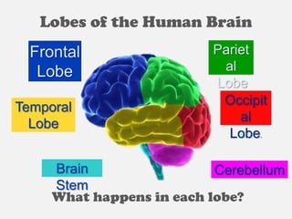 Lobes of the Human Brain
Frontal
Lobe

Pariet
al
Lobe
Occipit
al
Lobe.
.

Temporal
Lobe

Brain
Cerebellum
Stem
What happens in each lobe?

 
