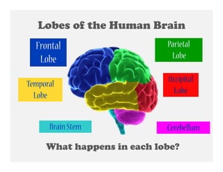 Lobes of the Human Brain
Frontal
Lobe
Temporal
Lobe
Brain Stem

Parietal
Lobe
.

Occipital
Lobe.

Cerebellum

What happens in each lobe?

 