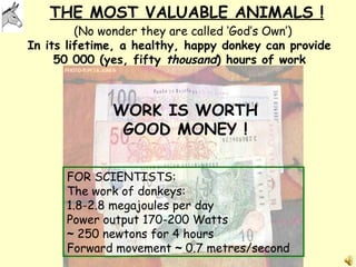 THE MOST VALUABLE ANIMALS !
WORK IS WORTH
GOOD MONEY !
FOR SCIENTISTS:
The work of donkeys:
1.8-2.8 megajoules per day
Power output 170-200 Watts
~ 250 newtons for 4 hours
Forward movement ~ 0.7 metres/second
In its lifetime, a healthy, happy donkey can provide
50 000 (yes, fifty thousand) hours of work
(No wonder they are called ‘God’s Own’)
 