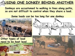 Donkeys for development | PPT