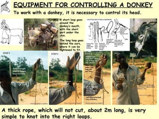 Donkeys for development | PPT