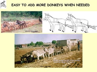 Donkeys for development | PPT