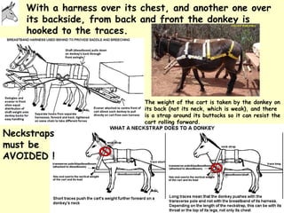 Donkeys for development | PPT