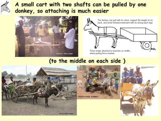 Donkeys for development | PPT