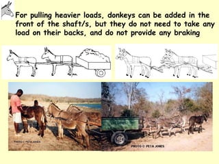 Donkeys for development | PPT