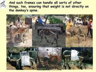 Donkeys for development | PPT